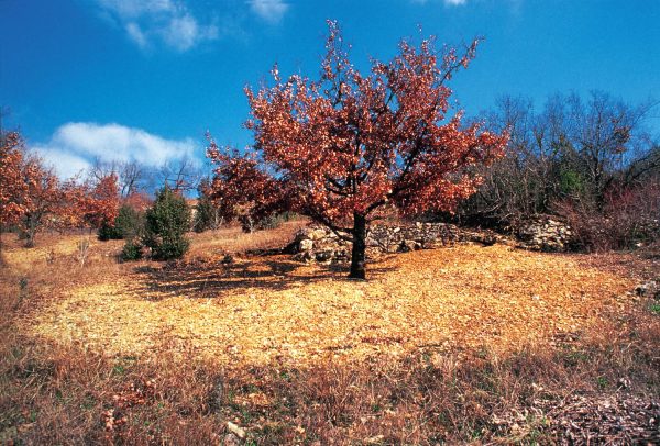 Investir dans un arbre truffier ?